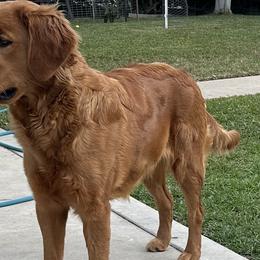 Gala - Golden Retriever