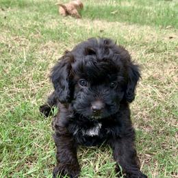 Cavapoo, Cockapoo, Goldendoodle, and Maltipoo Puppies from Perdue Puppies