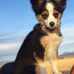 Australian Shepherds, Boerboels, Shorkies, and Yorkshire Terriers from SATA Kennels