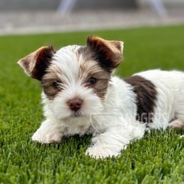 Wemby - Chocolate, tan and white Yorkshire Terrier puppy in Laveen, Arizona from Rogers Family Yorkies
