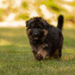 German Shepherd Puppies from Crescent Lake Shepherds