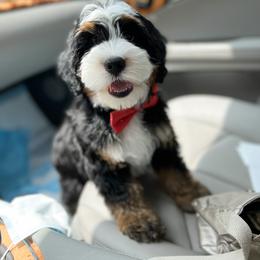 Bernedoodle, Goldendoodle, and Poodle Puppies from Teddy Doodles & Standard Poodles