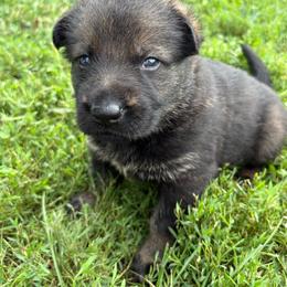 Cooper - Sable male German Shepherd puppy in Humboldt, Iowa from Carlson Hill Farm