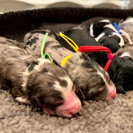 Bernedoodle Puppies from Teddy Bear Bernedoodles
