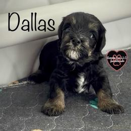 1 Dallas - Black and tan male Schnoodle puppy in Saint Augustine, Florida from Gunnie Luv, LLC