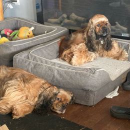 Lolli - Cocker Spaniel
