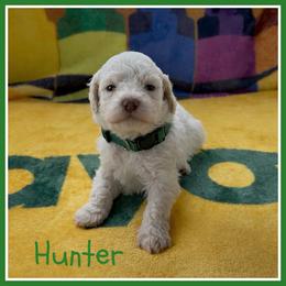 Hunter - Off-white male Lagotto Romagnolo puppy in Monticello, Wisconsin from Shooting Star Water Dogs