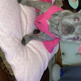 French Bulldog All Grown Up from Chroma-Hy Bullyz