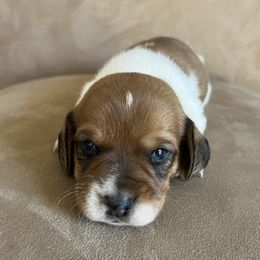 Hershey - Piebald male Dachshund puppy in Milroy, Pennsylvania from Not Your Average Weiner