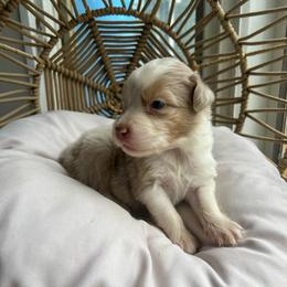 Jeremiah - Red tri-color male Australian Shepherd puppy in Grants Pass, Oregon from Carmel Mountain Aussies