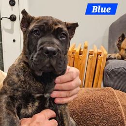 Blue Collar - Tiger male Perro de Presa Canario puppy in Pocahontas, Illinois from Cabeza Grande Kennel