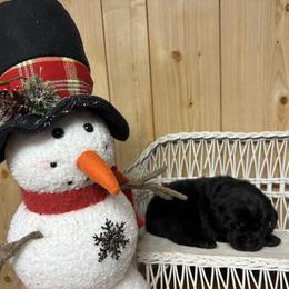 Blue collar - Black male Labrador Retriever puppy in Stuart, Virginia from Russell Creek Labradors