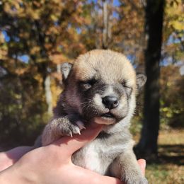 Tess - Sesame female Shiba Inu puppy in Illinois from Precious-Puppies