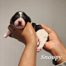 Snoopy - Parti male Poodle puppy in Dover, Delaware from Dogtastic Poodles