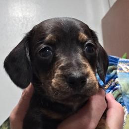 Pippie's black and tan brindle smooth boy - Black and tan male Dachshund puppy in Caldwell, Idaho from Dozendachs