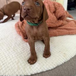 Vizsla Puppies from George Barsimantov