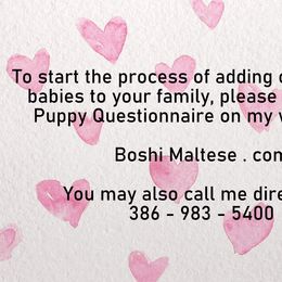 Maltese from Boshi Maltese