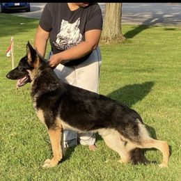 Keno - German Shepherd