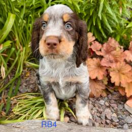 RB4 - Tri-Roan male English Springer Spaniel puppy in Britton, South Dakota from K&S Canines