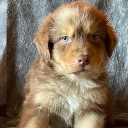 Australian Shepherds from Hope Risings Aussies