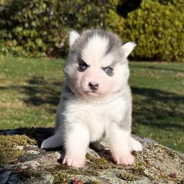 Peach - Wolf sable female Pomsky puppy in Venus, Pennsylvania from Hemlock Pines Pomsky