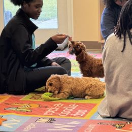 Australian Labradoodle Puppies from Maple Lane Australian Labradoodles