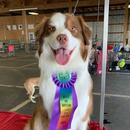 Australian Shepherds from Diamar