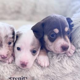 Dachshunds from DivaDoxi