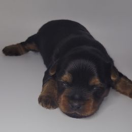 Baby boy - Black and tan male Yorkshire Terrier puppy in Jacksonville, Florida from Yorkieology