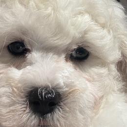 Bichon Frises from Bichons Of Hampstead