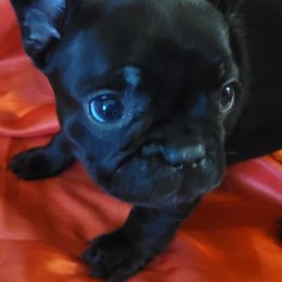 French Bulldogs from Grinning Frenchies