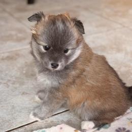 Viola - Wolf sable female Pomsky puppy in Marshall, Minnesota from Miles of Smiles Pomskies