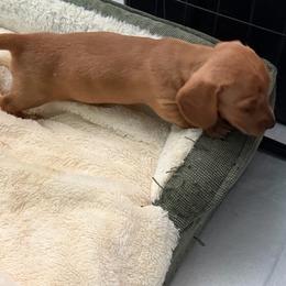 Pearl - Red female Dachshund puppy in St Johns, Arizona from Glamorous Doxies