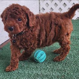 Black Collar Boy - Red  male Goldendoodle puppy in Los Molinos Ca, California from Sunshine Sanctuary Doodles