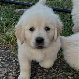 Daisy - Light golden female Golden Retriever puppy in Amarillo, Texas from Bluebonnet Goldens