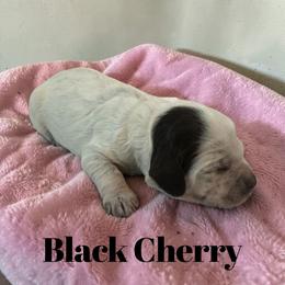 Black Cherry - Blue roan female Cockapoo puppy in Ellenburg Center, New York from Kristin's Puppies