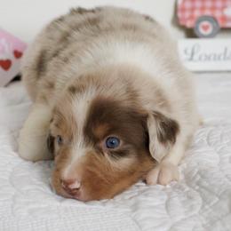 Red Merle Boy 1 - Red merle male Miniature Australian Shepherd puppy in Burkesville, Kentucky from Bline’s Awesome Aussies & Doxies at the Bline Family Farm