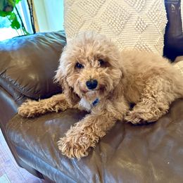 Cobalt - Apricot Cavapoo puppy in Alpine, Tennessee from Campbell's Cavapoos