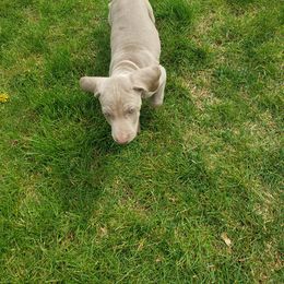 Weimaraner Puppies from Miller's Weimaraners
