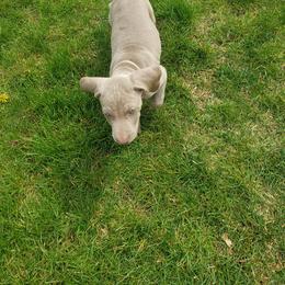 Weimaraner Puppies from Miller's Weimaraners