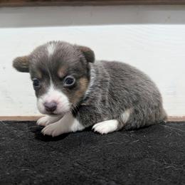 Sky - Blue female Pembroke Welsh Corgi puppy in Brandon, Mississippi from Jenny May’s Corgis