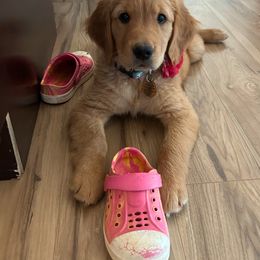 Golden Retriever Puppies from Retrievers Gold AZ
