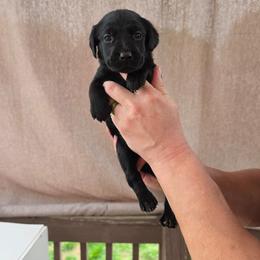 Female 1 - Black female Labrador Retriever puppy in Hebron, Kentucky from Top Notches Labrador Retrievers