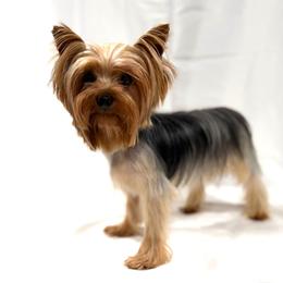 Chance - Yorkshire Terrier