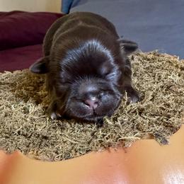 Darlin - Liver and white female Shih Tzu puppy in Warrior, Alabama from The Anderson Farms Kennel