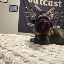 Orange Collar Male - Tiger male Perro de Presa Canario puppy in Raleigh, North Carolina from Kings Court Kennel