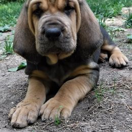 Bloodhound Puppies from Sleepy Hollow Hounds