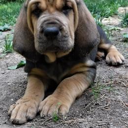 Bloodhound Puppies from Sleepy Hollow Hounds