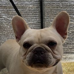 Fame - French Bulldog
