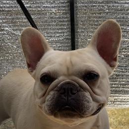 Fame - French Bulldog